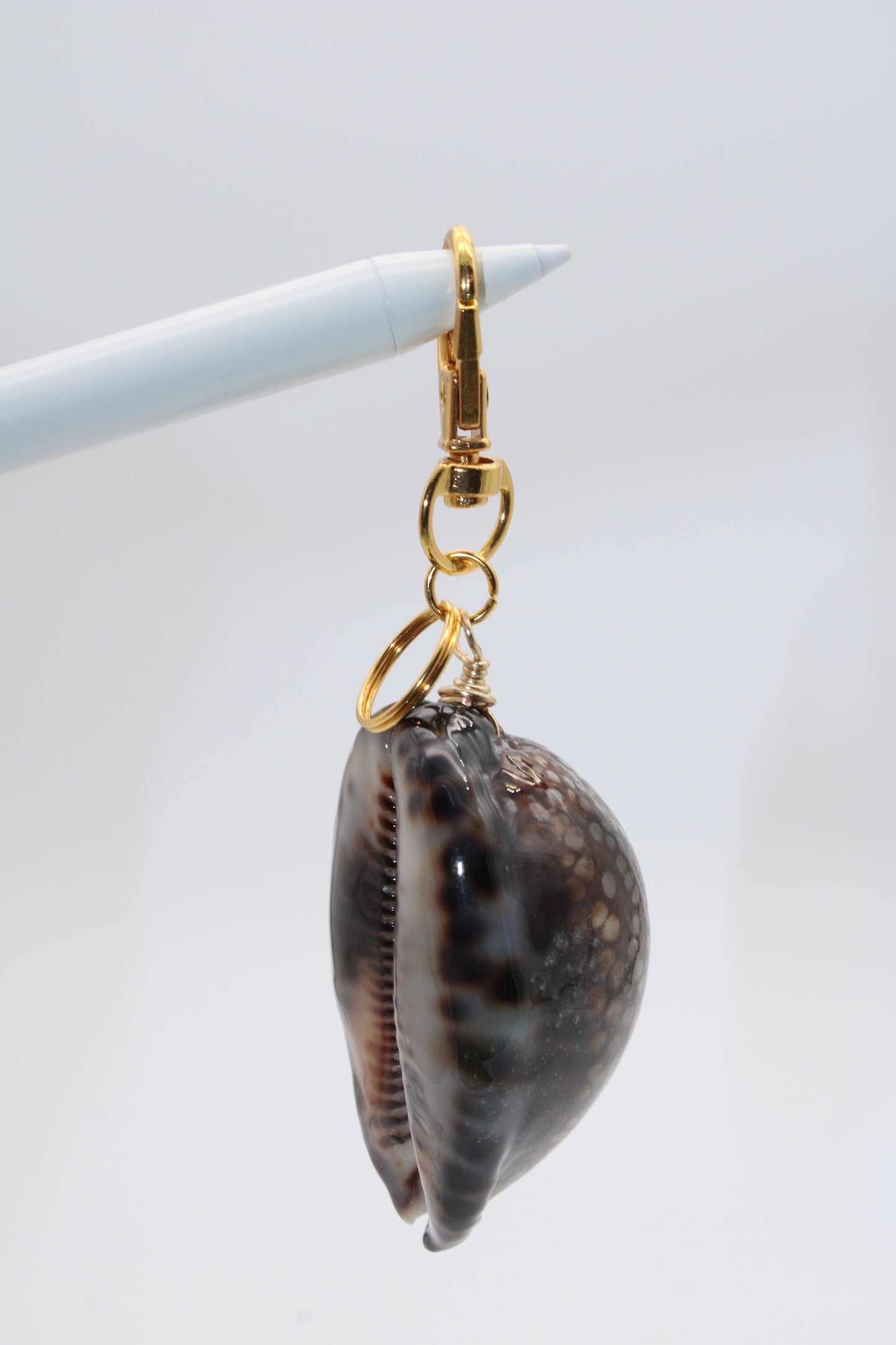 Reticulated Cowry Key Chain